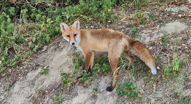 Rókakutya, kutyaróka